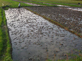The Rice Field Temple Bike Adventures