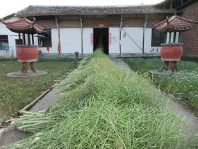 The Rice Field Temple Bike Adventures