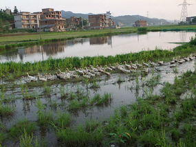 The Rice Field Temple Bike Adventures