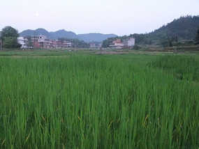 The Rice Field Temple Bike Adventures