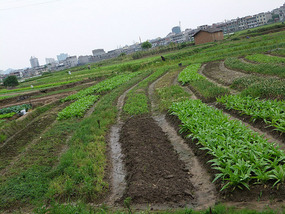 The Rice Field Temple Bike Adventures