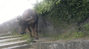 Yangshuo Dragon Bridge Ride
