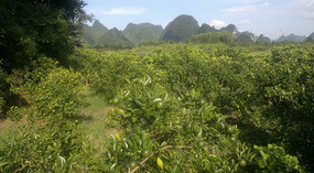 Yangshuo Yangdi Village Ride