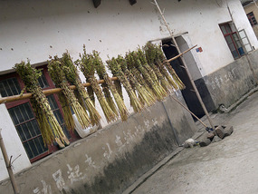 HuaQiao & XinYing Villages