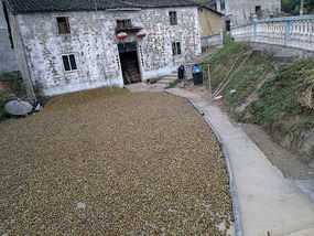 White Wash Village Adventures