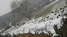 Happy Snowy New Year