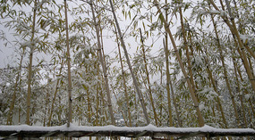 Happy Snowy New Year