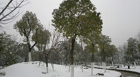 Happy Snowy New Year