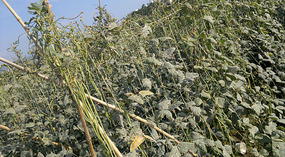 Yacheng 'String Bean' Town Adventure