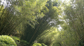 Nanshan Cultural Park & Temple Adventure