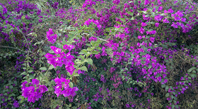 Nanshan Cultural Park & Temple Adventure