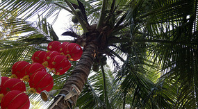 Luhuitou Park & Dadonghai Beach Dinner