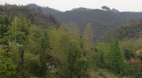 Springs 'Field Burning' Gone Wrong