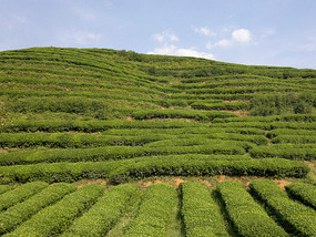 The Last Cuppa Adventure