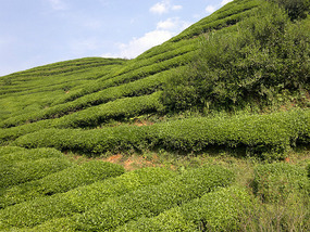 The Last Cuppa Adventure