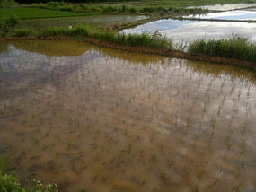 Reflections From A Rice Field