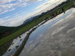 Reflections From A Rice Field