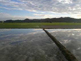 Reflections From A Rice Field