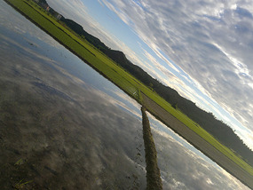 Reflections From A Rice Field