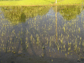 Reflections From A Rice Field