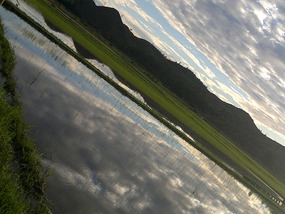 Reflections From A Rice Field