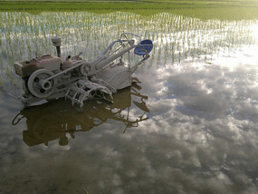 Reflections From A Rice Field