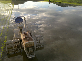 Reflections From A Rice Field