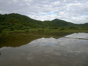 Reflections From A Rice Field