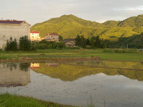 Reflections From A Rice Field