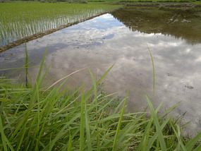 Reflections From A Rice Field