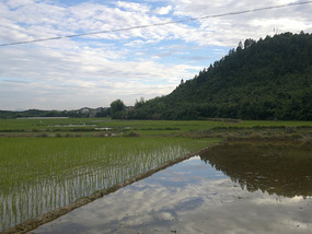 Reflections From A Rice Field