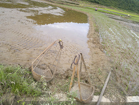 Reflections From A Rice Field