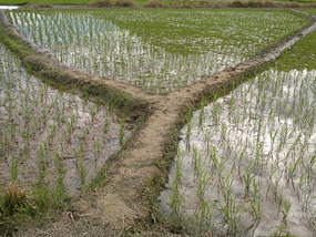 Reflections From A Rice Field