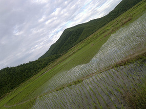 Reflections From A Rice Field