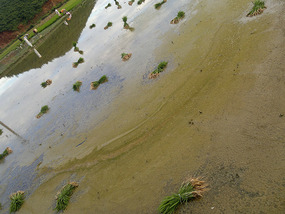 Reflections From A Rice Field