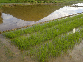 Reflections From A Rice Field