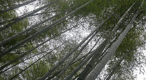 Baizhuyuan Mint & Dajing Adventure