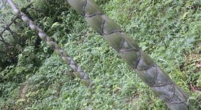 Baizhuyuan Mint & Dajing Adventure