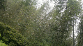 Baizhuyuan Mint & Dajing Adventure