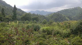 Baizhuyuan Mint & Dajing Adventure