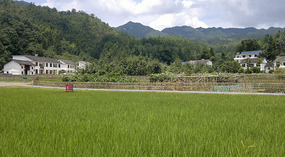Baizhuyuan Mint & Dajing Adventure