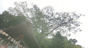 Baimiao Feilai & Feixia Temples Adventure