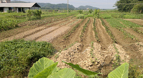 Baimiao Walking Home Adventure
