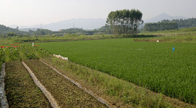 Baimiao Walking Home Adventure
