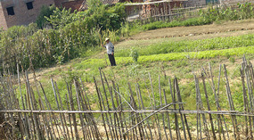 Baimiao Walking Home Adventure