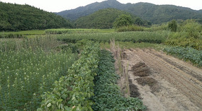 Diaozhong to Xiangtun Link Adventures