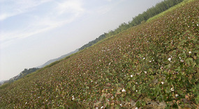 Mid Autumn Festival & The Grains of Time