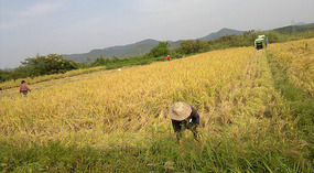 Mid Autumn Festival & The Grains of Time