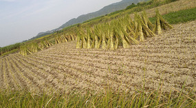 Mid Autumn Festival & The Grains of Time