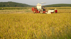 Mid Autumn Festival & The Grains of Time